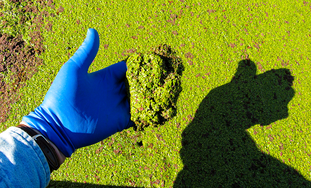 6 Considerations for Duckweed Control in Wastewater Ponds