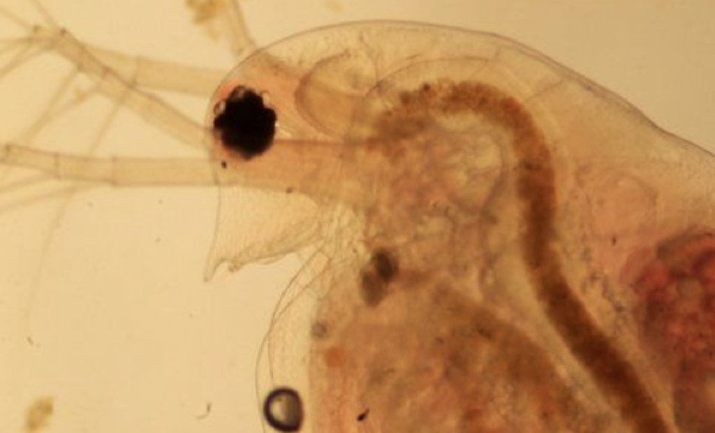 Bug of the Month: Meet Daphnia, the Crustaceans of Lagoon Treatment