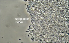 Bug of the Month: Nitrobacter's Role in Activated Sludge Processes