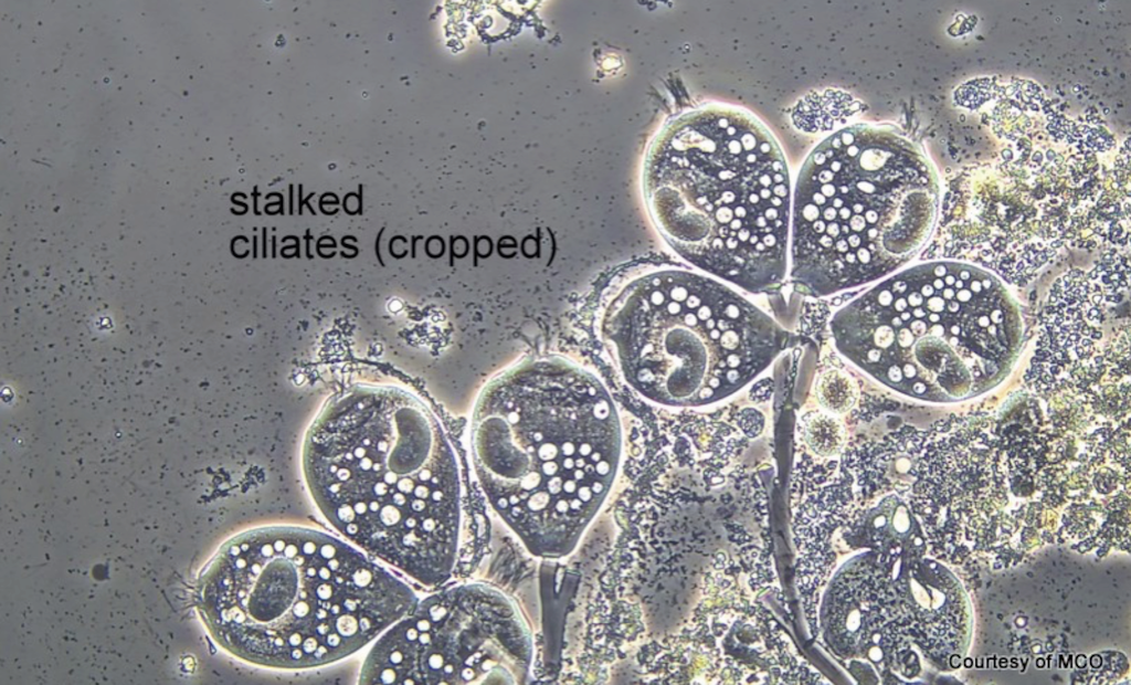Bug of the Month: The Value of Monitoring Stalked Ciliates