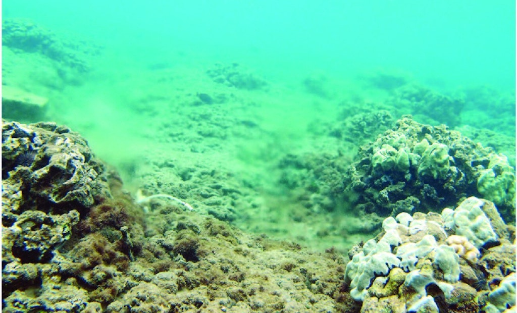 Coral Study Traces Excess Nitrogen to Maui WWTP
