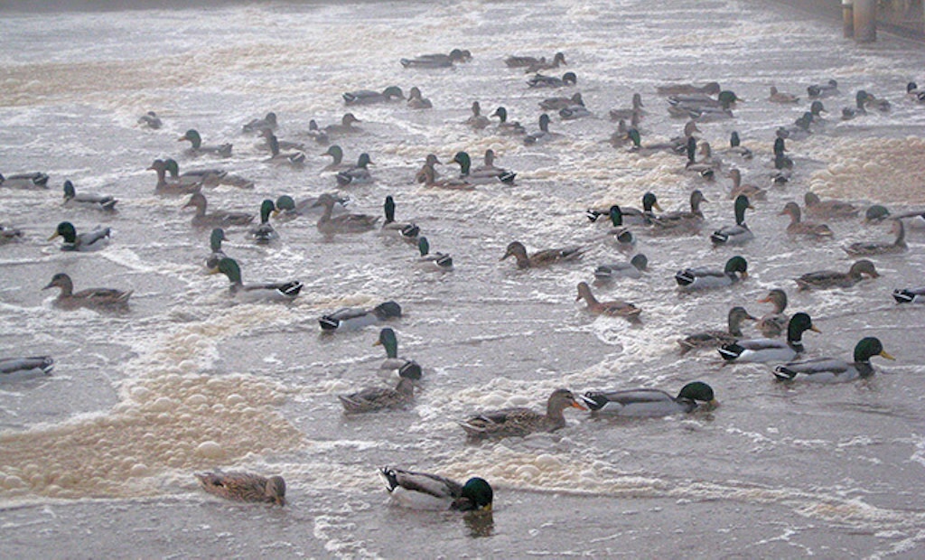Ducks on the Ponds