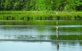 The Lure of Lagoons: Why Wildlife Thrives Around Marion's Wastewater