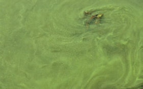 USGS Survey Shows Algal Toxins are Found Nationwide