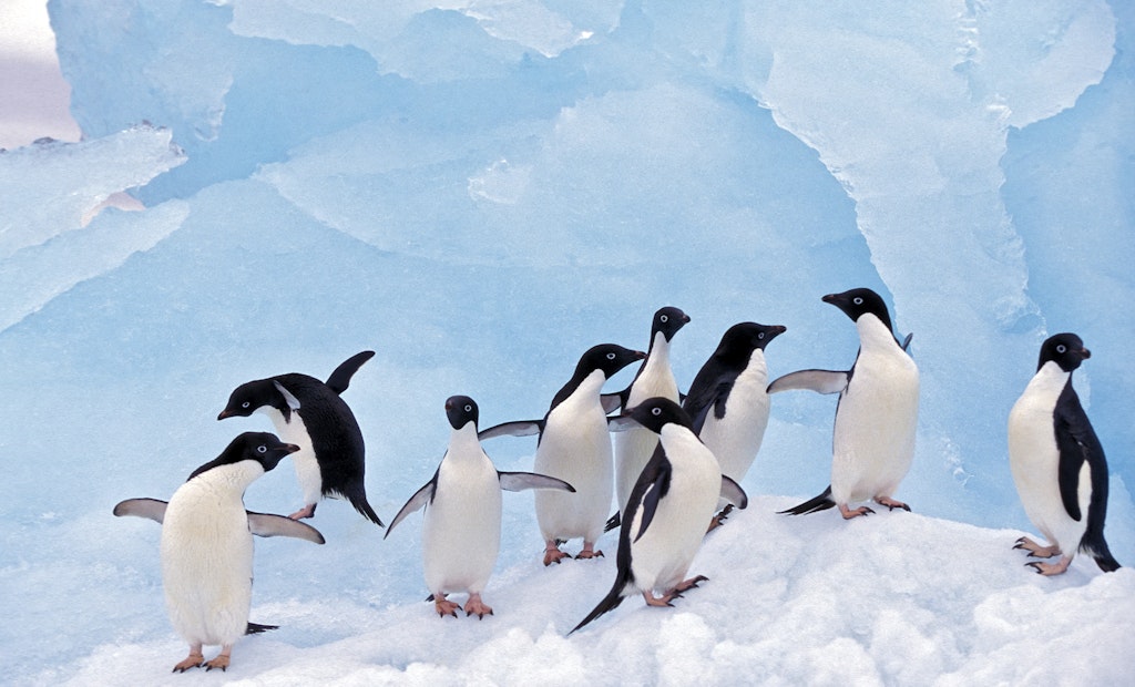 Treating Antarctica's Wastewater to Save its Wildlife