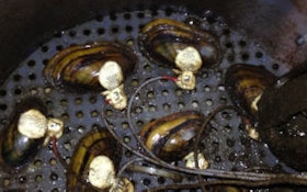 Water-Quality Canaries: Using Mussels to Detect Contaminants