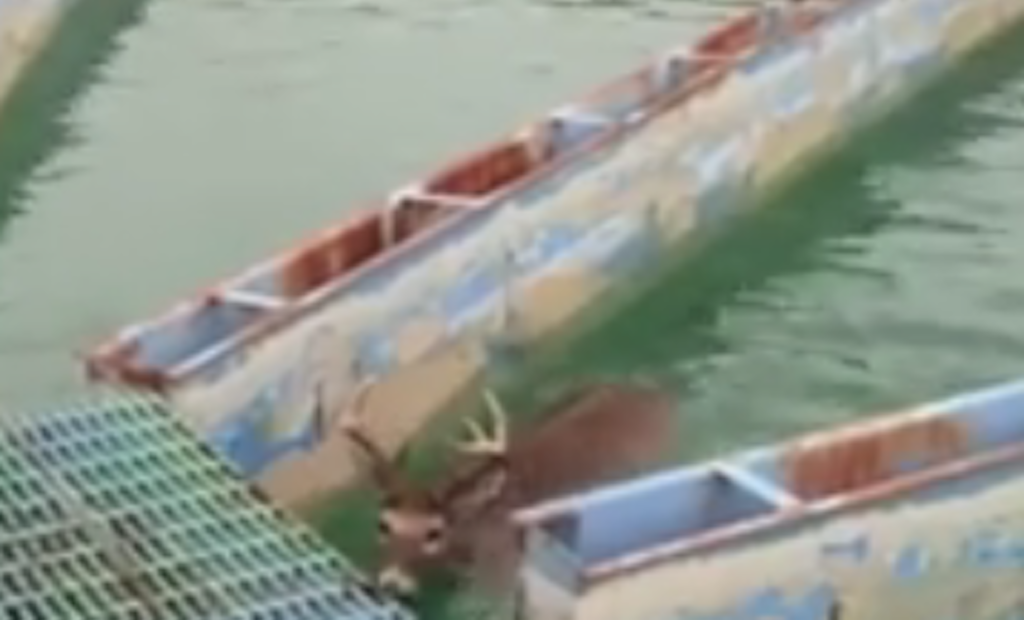Oh, Deer! 9-Point Buck Rescued From Clarifier