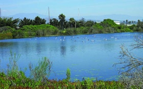 Providing Sanctuary: Operators Convert Discharge Ponds to Wildlife Habitat