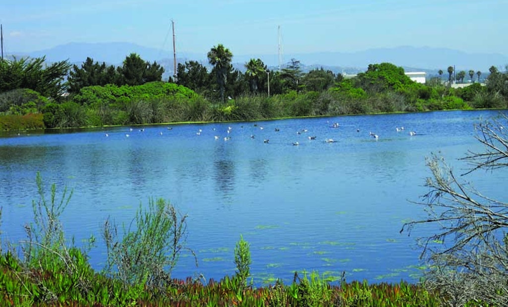 Providing Sanctuary: Operators Convert Discharge Ponds to Wildlife Habitat