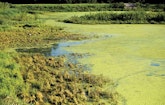 Municipalities Teaming Up to Protect Waterways from Excessive Nutrients