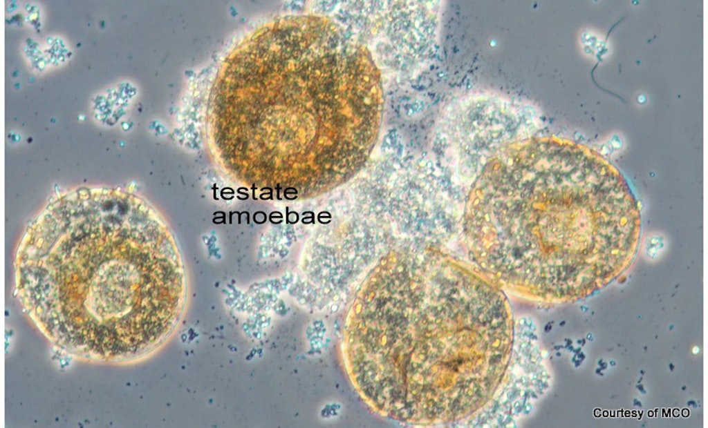 Bug of the Month: Testate Amoebae Can Proliferate in High Particulate BOD