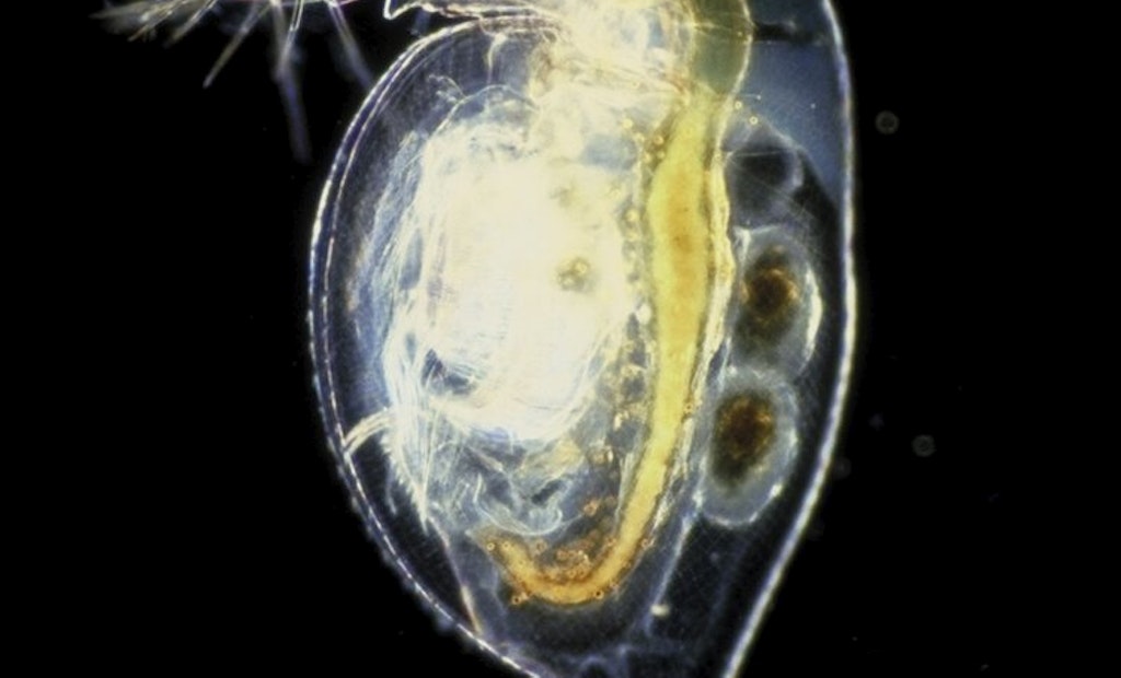 Water Fleas as 'Canaries in Coal Mine' Offer Key to Managing Chemical Pollution