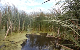 Study Shows Wetlands Provide Landscape-Scale Reduction in Nitrogen Pollution